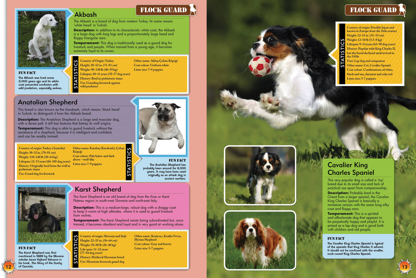 Childrens Encyclopedia diaof Dogs – The Ultimate Canine Companion Guide!