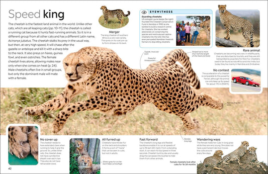 Cat Eyewitness - DK Children