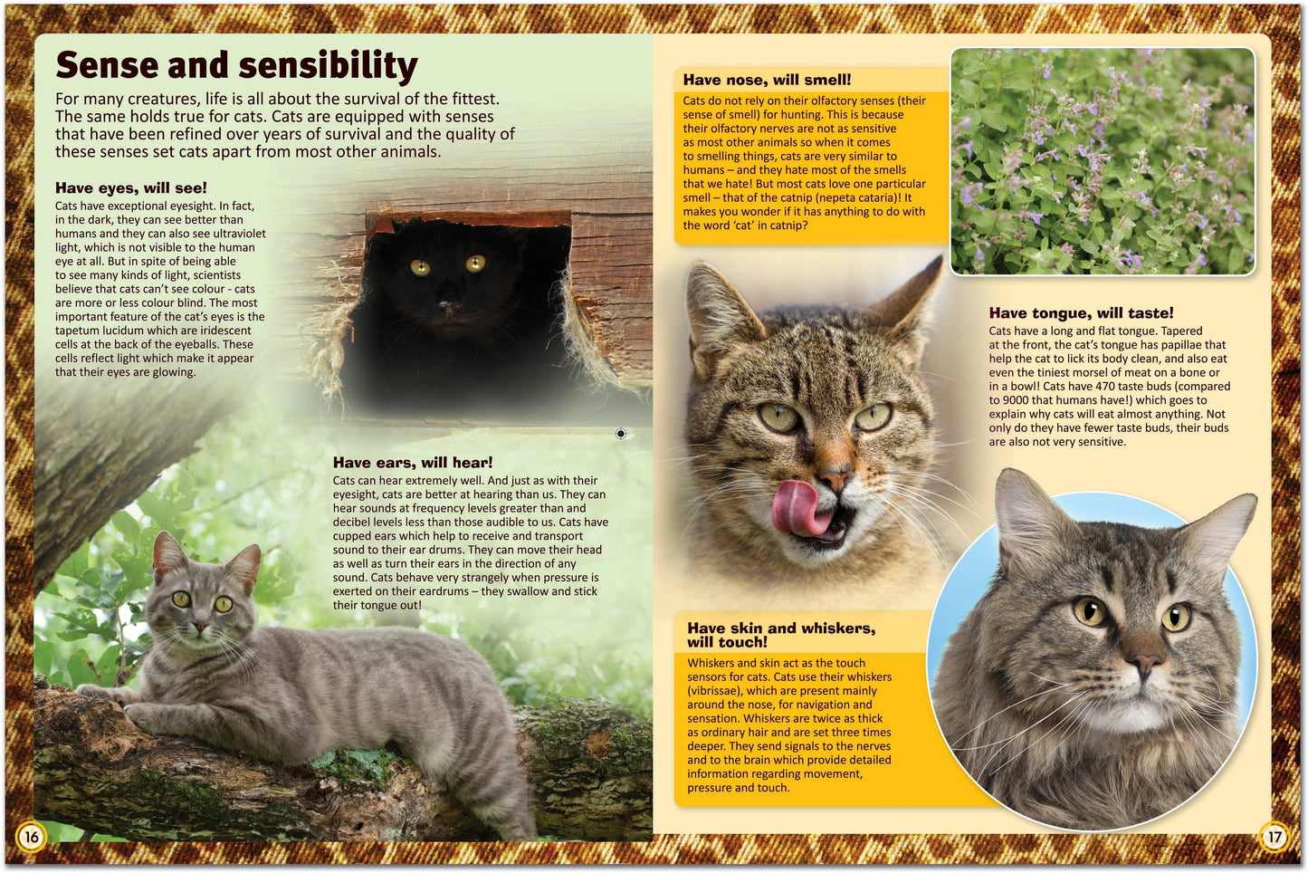 Childrens Encyclopedia of Cats – The Ultimate Feline Fact File!