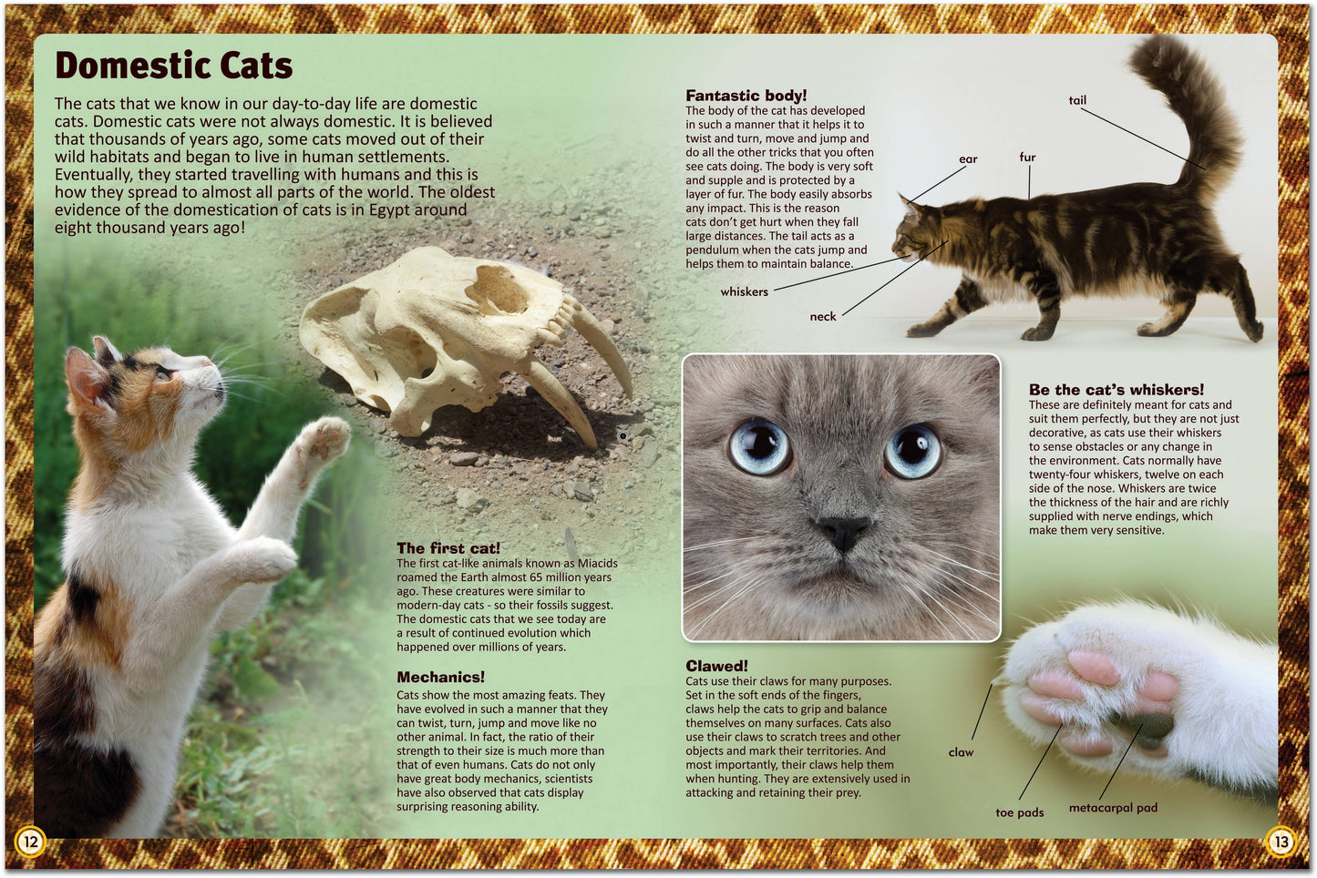 Childrens Encyclopedia of Cats – The Ultimate Feline Fact File!