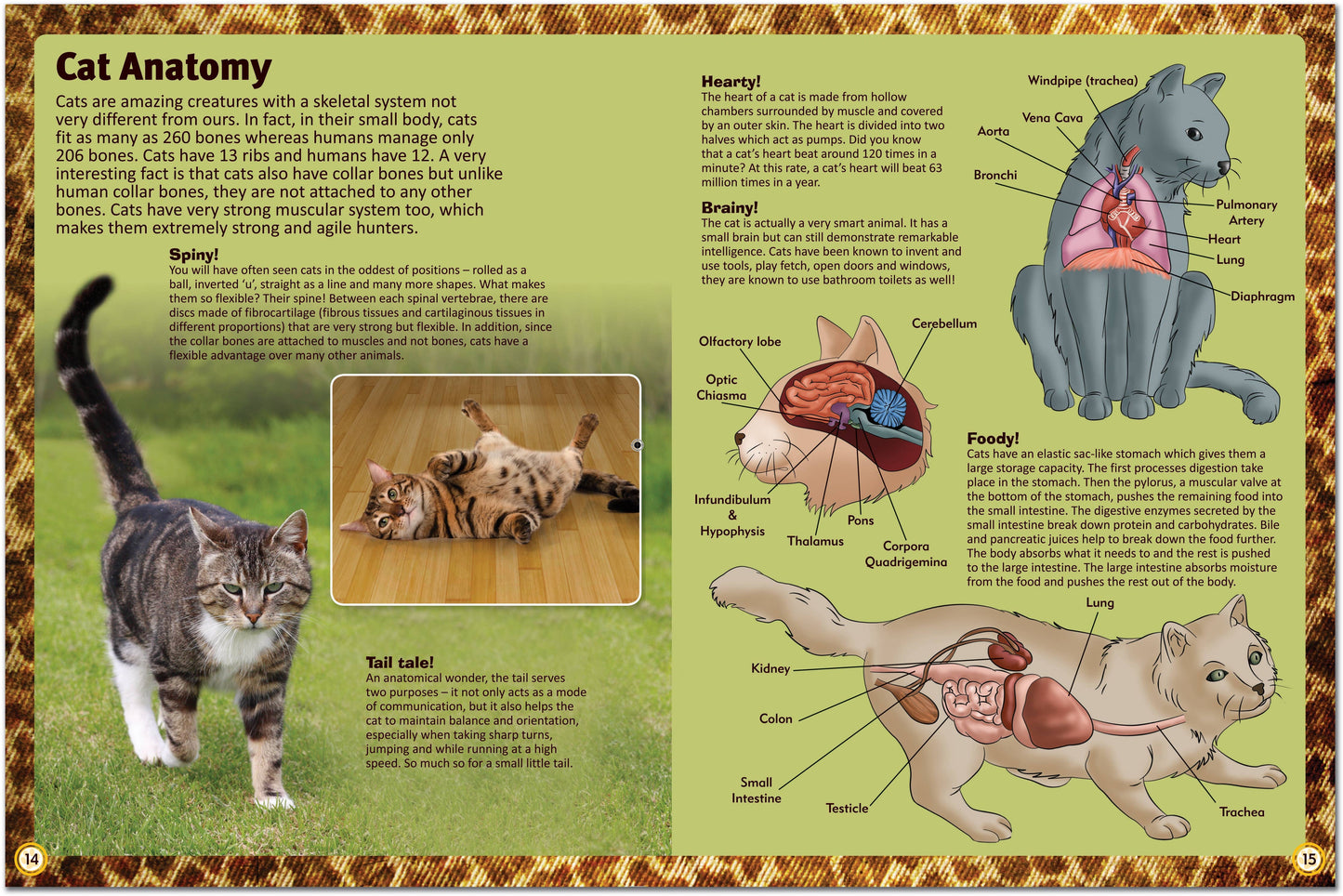 Childrens Encyclopedia of Cats – The Ultimate Feline Fact File!