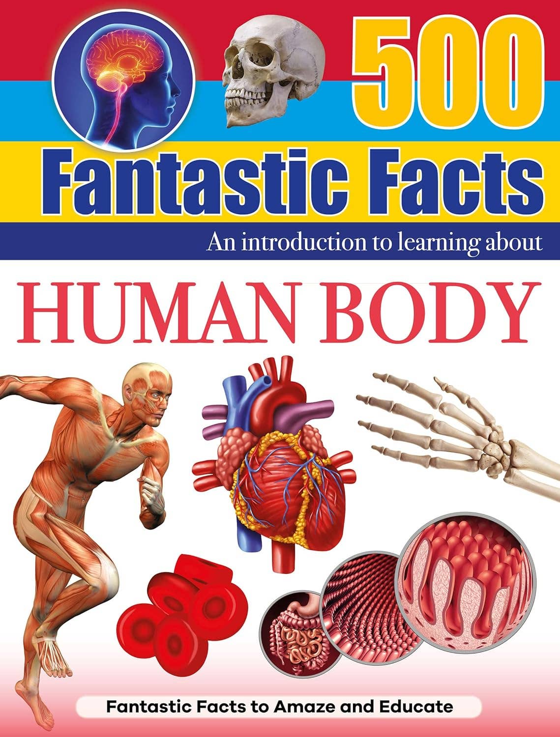 Reference Book 500 Fantastic Facts - The Human Body STEM Learning
