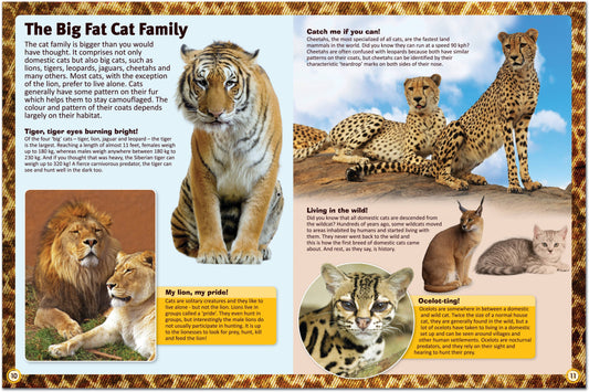 Encyclopedia of Cats – The Ultimate Feline Fact File!