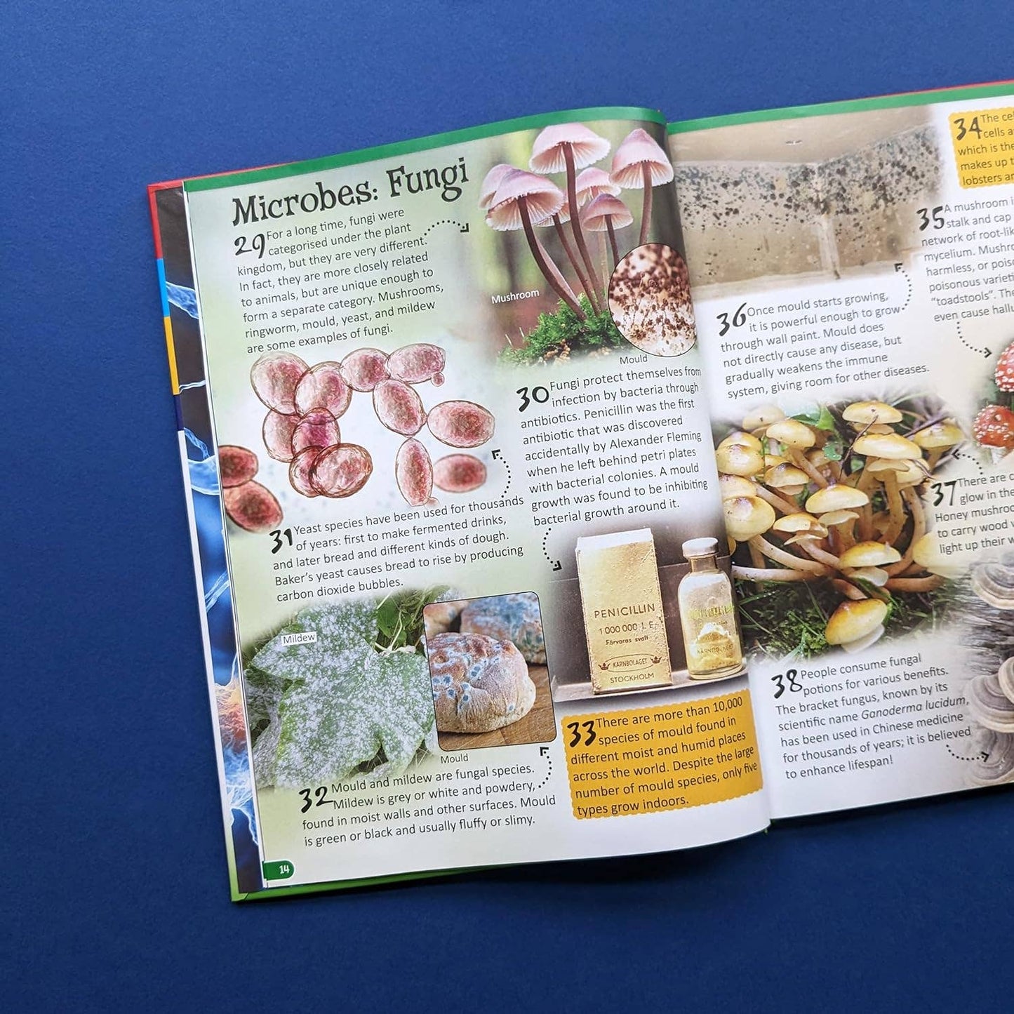 Reference Book - 500 Fantastic Facts - Biology - STEM Learning