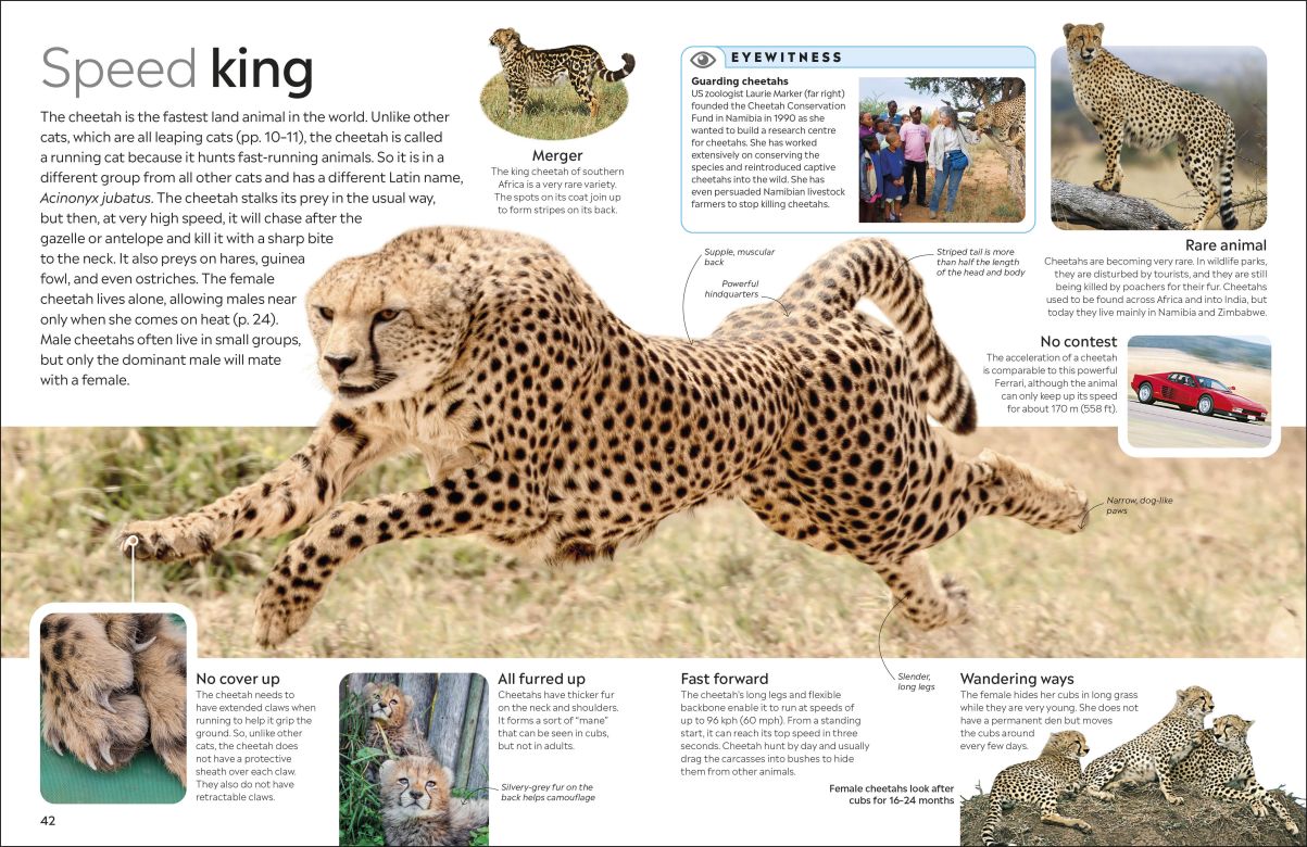 Cat Eyewitness - DK Children