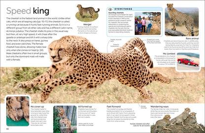 Cat Eyewitness - DK Children