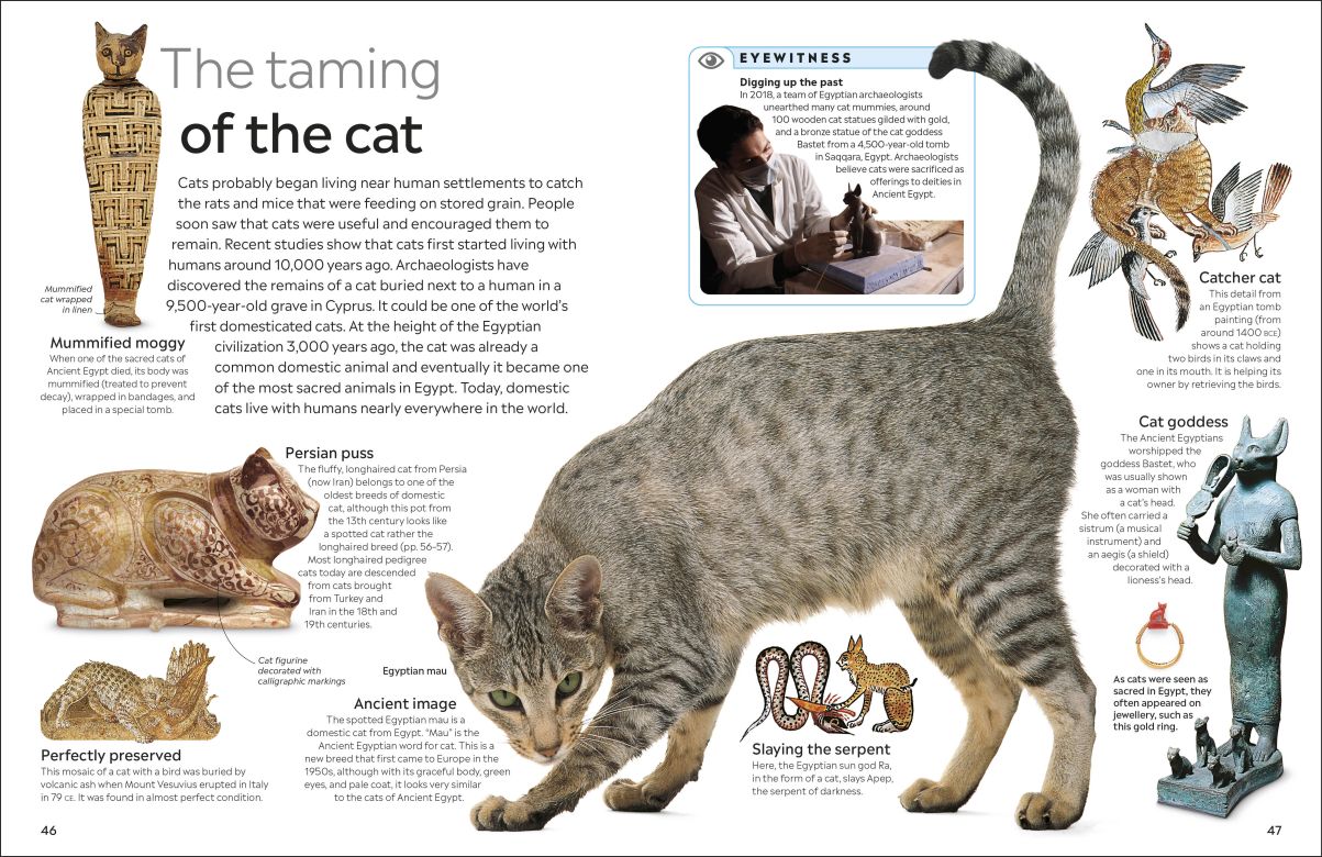 Cat Eyewitness - DK Children