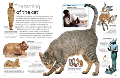 Cat Eyewitness - DK Children