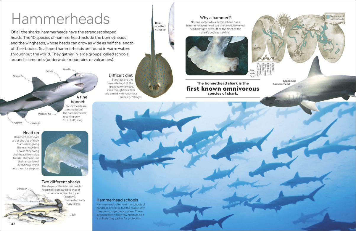 Shark Eyewitness - DK Children