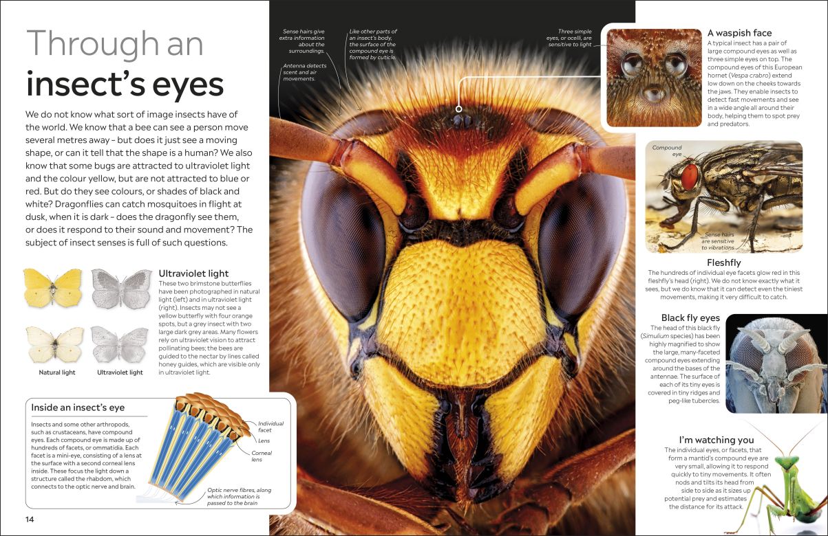 Insect Eyewitness - DK Children