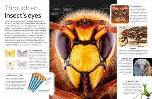 Insect Eyewitness - DK Children