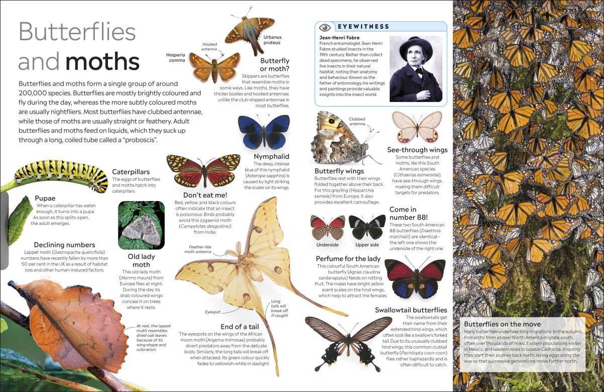 Insect Eyewitness - DK Children