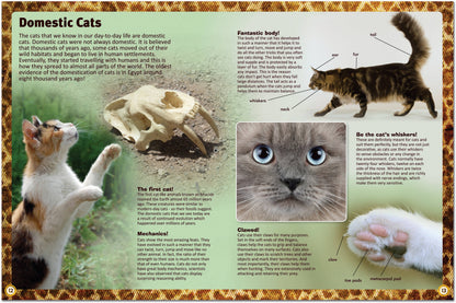 Childrens Encyclopedia of Cats – The Ultimate Feline Fact File!