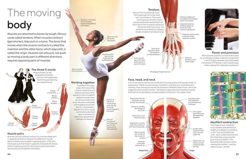 Human Body Eyewitness - DK Children